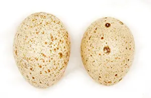 Ornithological: Agriocharis ocellata eggs