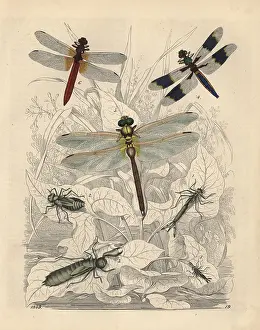 Libellula: Agrion pupa, Libellula pupa and others