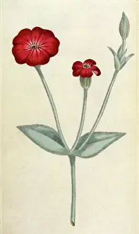 Cockle: Agrostemma Coronaria
