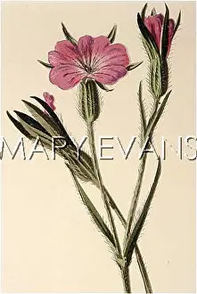 Cockle: AGROSTEMMA GITHAGO