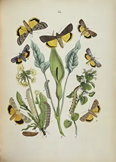 Kirby: Agrotidae, moths and caterpillars