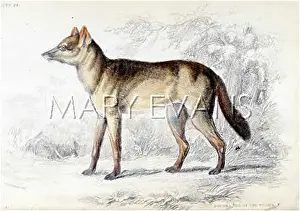 Aguara: AGUARA DOG OF THE WOODS