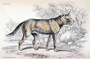 Hoary: AGUARA/SMITH/HOARY 1839