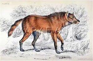Maned: AGUARA/SMITH/MANED 1839