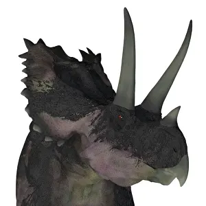 Ceratopsian: Agujaceratops dinosaur head