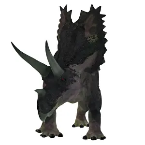 Ceratopsian: Agujaceratops dinosaur, front view