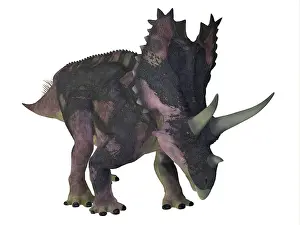 Spiked: Agujaceratops dinosaur, side view on white background