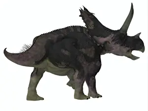 Ceratopsian: Agujaceratops dinosaur on white background