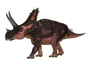 Ceratopsian: Agujaceratops, side profile on white background