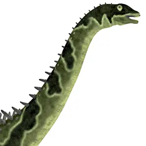 Ligabuei: Agustinia dinosaur head