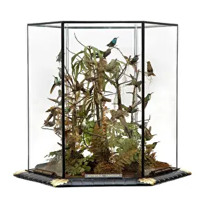 Trochilidae: Agyrtria candida, hummingbird display