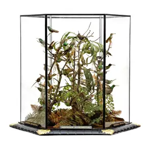 Trochilidae: Agyrtria niveipectus, hummingbird display