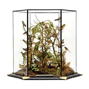 Trochilidae: Agyrtria viridiceps, hummingbird display
