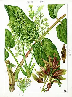 Commonly: Ailanthus altissima - tree of heaven