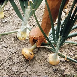 Ailsa: AILSA CRAIG ONIONS