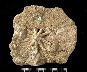 Somersetshire: Ailsacrinus prattii