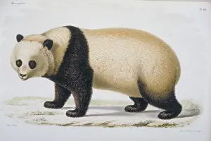 Ursidae: Ailuropoda melanoleuca, giant panda