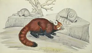 Hodgson: Ailurus fulgens, red panda