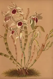 Dendrobium: Ainsworth's hybrid dendrobium orchid