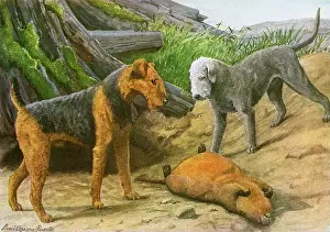 Bedlington: Airdale Terrier and Bedlington Terrier