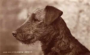 Airedale: An Airedale