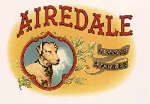 Airedale: Airedale
