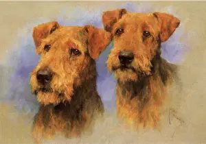 Airedale: Airedale Head Studies