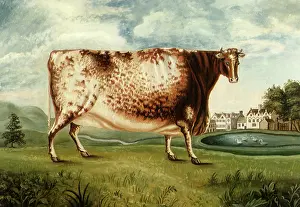 Airedale: The Airedale Heifer