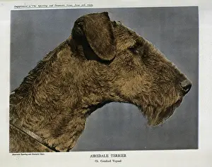 Airedale: Airedale Terrier