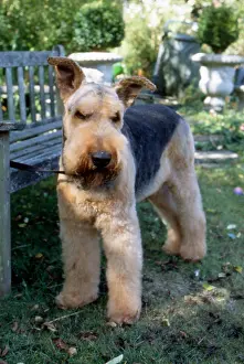 Airedale: Airedale terrier