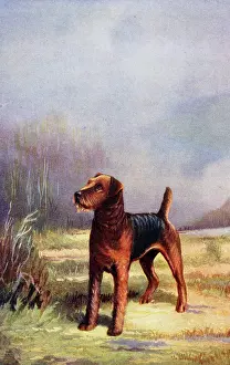 Airedale: Airedale Terrier