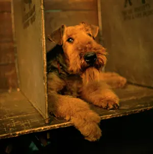 Airedale: Airedale terrier at a dog show