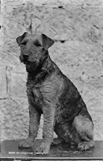 Airedale Terrier Portrait