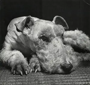 Airedale: Airedale terrier resting on the floor