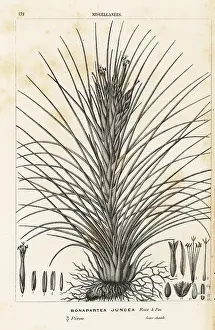 Serres: Airplant, Tillandsia juncea