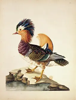 Webbed: Aix falericulata, mandarin duck