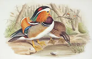 Webbed: Aix galericulata, mandarin duck