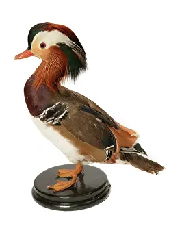 Mandarin: Aix galericulata, mandarin duck