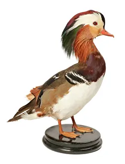 Mandarin: Aix galericulata, mandarin duck