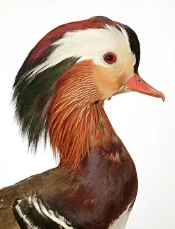 Mandarin: Aix galericulata, mandarin duck