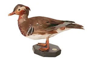 Mandarin: Aix galericulata, mandarin duck