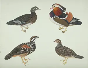 Webbed: Aix galericulata, Mandarin duck and other birds
