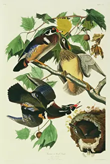 Platanus: Aix sponsa, wood duck
