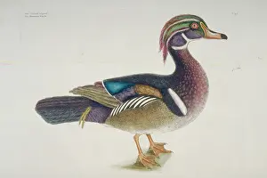 Sponsa: Aix sponsa, wood duck