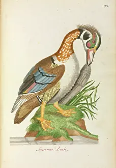 Anseriformes: Aix sponsa, Wood duck
