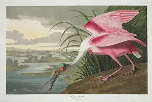 Threskiornithidae: Ajaia ajaja, roseate spoonbill