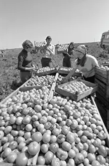 Tomatoes: Akhtubinsky State Farm