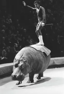 Hippopotamus: Akhundovs circus artists