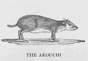 Hunted: AKOUCHI (BEWICK)
