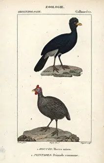 Meleagris: Alagoas curassow, Mitu mitu (extinct in the